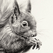 red squirrel drawing